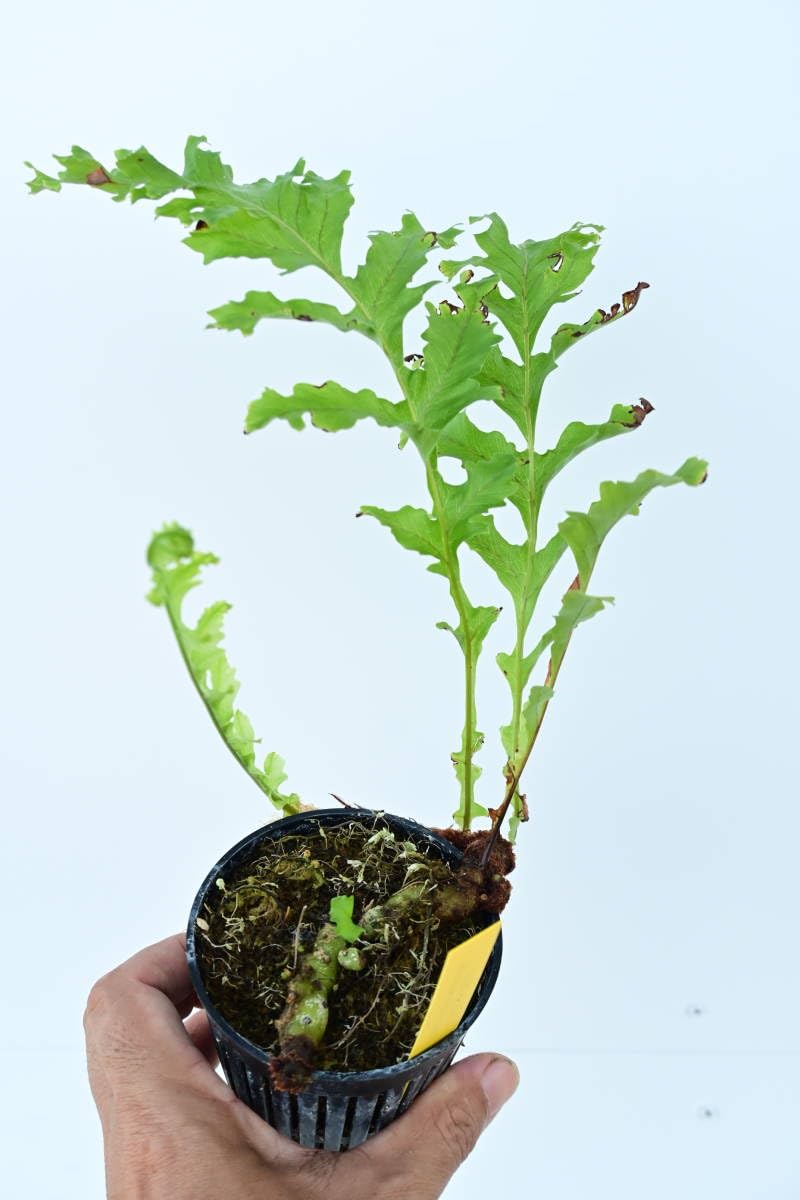 Amazon.co.jp: Aglaomorpha meyeniana var.crested④ @bikamori.com