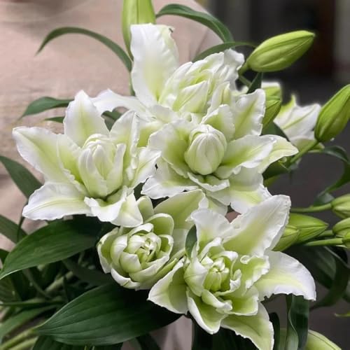 lirios bulbos resistentes jardín 5pcs