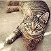 Produktbild Lkrou 5D Diamant Malerei Kits DIY Wohnkultur Mosaik Stickmuster Pet Cat Bild Handwerk Geschenk Diamond Painting 40X50 cm