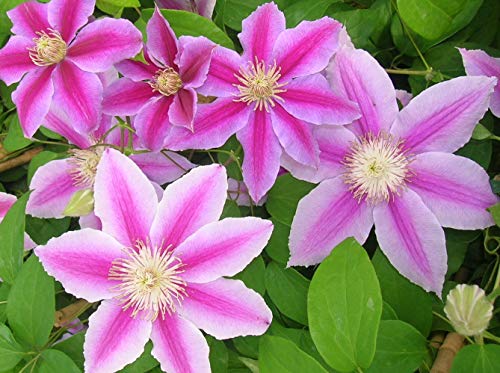 Clématite Docteur Ruppel C 3 Litres