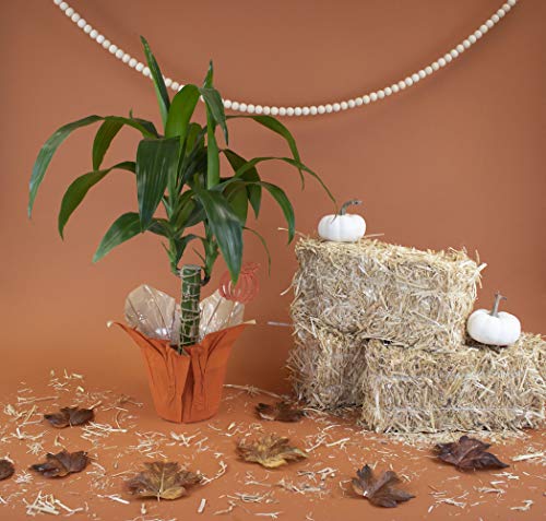 Shop Succulents | Standing Collection | Hand Selected, Air Purifying Live Dracaena Janet Craig Cane Indoor House Plant In 6" Grow Pot, 6 Inch, #TOP1