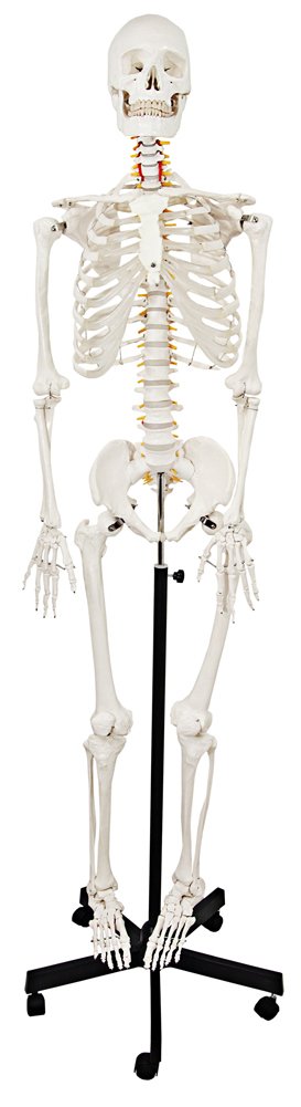Axis Scientific 5'6" (167 cm) Life Size Human Skeleton Model for Anatomy Study, 206 Bones, Mobile Stand, Learning Guides Included