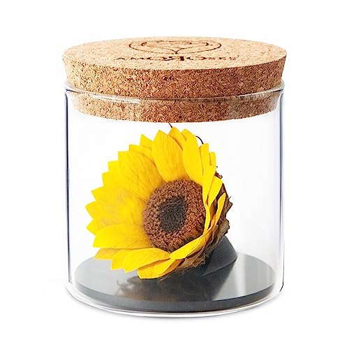 Amoroses Sunflo - Girasole Stabilizzato Fiore Eterno in Barattolo di...