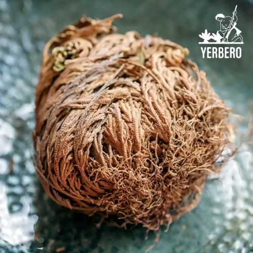 Yerbero - Jumbo Rose Of Jericho Dried Flower 3.5'' - 6'' | Selaginella Lepidophylla | Resurrection Plant | Jumbo Size Dried Rose | Abundance, Prosperity, Sacred Rose, Doradilla Plant | 3.5'' - 6'' #TOP6