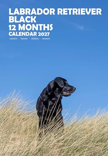 Calendario 2027 de labrador negro A3 para organizar citas familiares sin falta de espacio