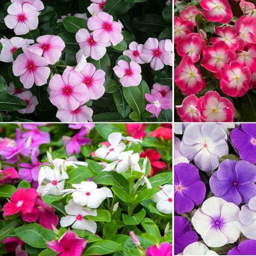 200+ Mixed Vinca Periwinkle Seeds Dwarf Rosea Ground Cover Flowers Garden Planting