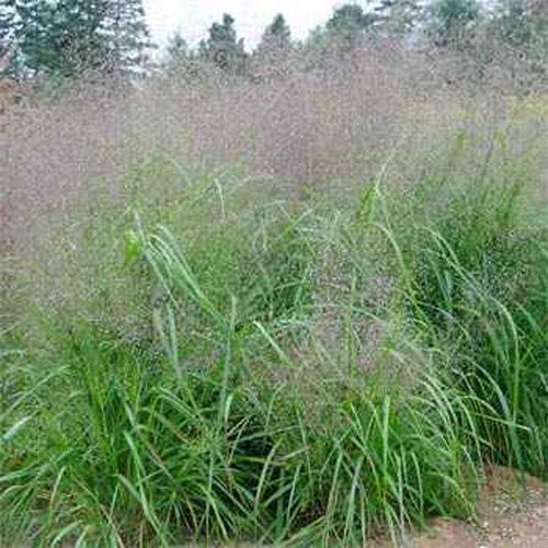 Outsidepride Sand Love Grass Seeds - 5,000 Pcs. Perennial, Easy