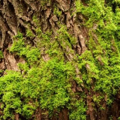 Yodeyma Agua Fresca 50ml Mens Aftershave - Image 6