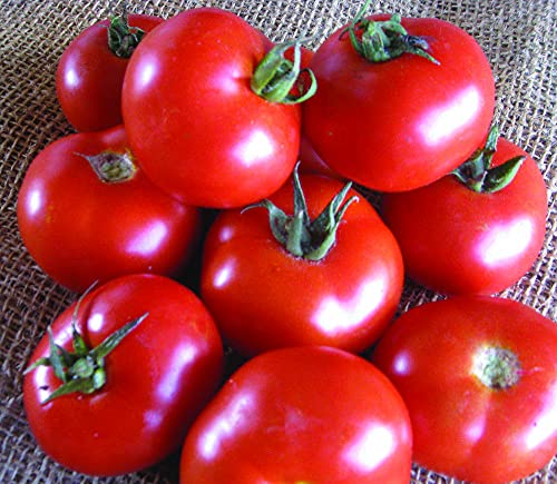 Tomato Vr Moscow (Solanum Lycopersicum) 100Mg Seeds For Planting, High Germination Rate, Vegetable Gardening Seed, Non-Gmo, Non-Hybrid, Heirloom, Open Pollinated #TOP19