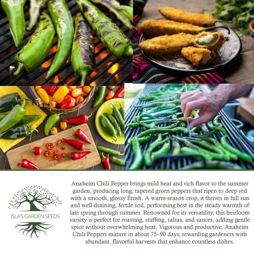 Anaheim Chili Pepper Seeds for Planting (Capsicum annuum) – 100+ Non-GMO & Heirloom Seeds by Isla’s Garden Seeds, Mild Heat & Rich Flavor, 90% Germination Rate, Great Home Garden Gift Idea - Image 6
