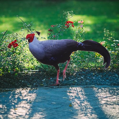 BESPORTBLE Yard Chicken Stake Dekorativer Garten-hühnerschild-Stake Acryl-Einsatz Für Modernes Outdoor-
