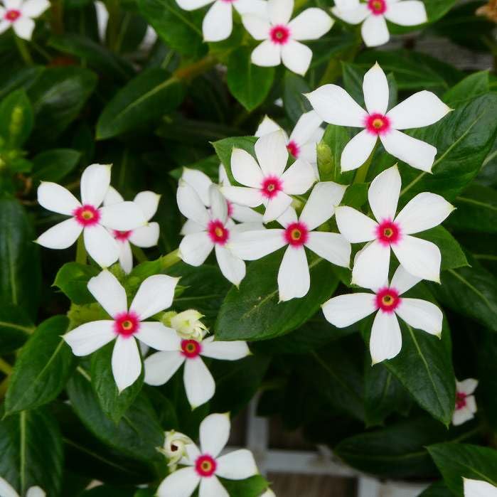 Amazon | 日々草 ミニナツ カザグルマ 極小輪 3.5号 白花 ニチニチソウ