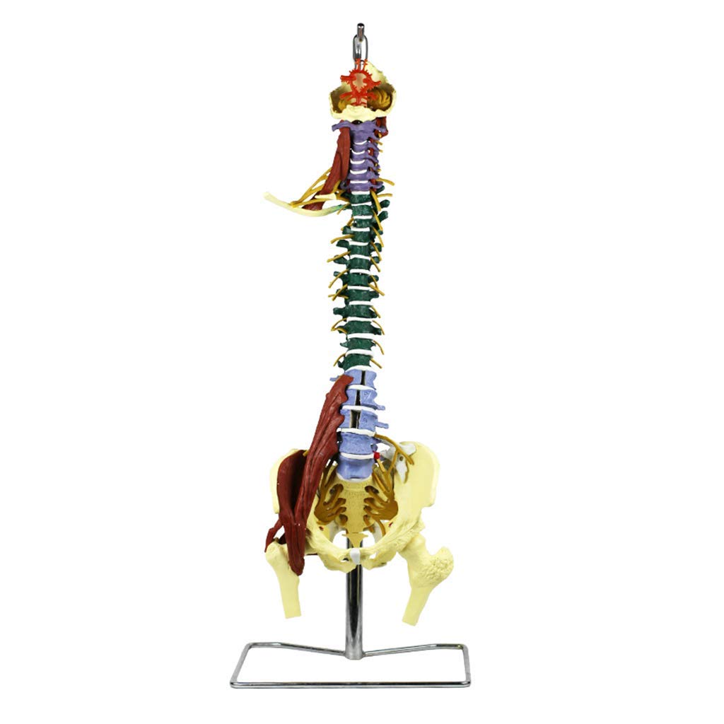 Buy XYXZ Anatomy Models Human Spine Model Life Size Spinal Cord Model