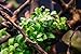 Marcus Fish Tanks - Anubias Nana Petite Anubias Plant Live Aquarium Plants Aquatic Plant Buy 2 Get 1