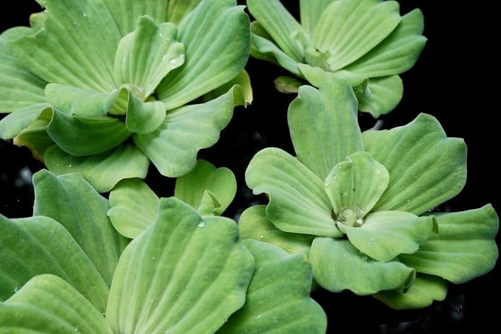 See full amazon price history chart for New Aquatic plants Pistia live plant for pond||water lettuce live plant Pack of 10 New Aquatic plants Pistia live plant for pond||water lettuce live plant Pack of 10 (B0D1FY51KW) Amazon Price History, Amazon Price Tracker