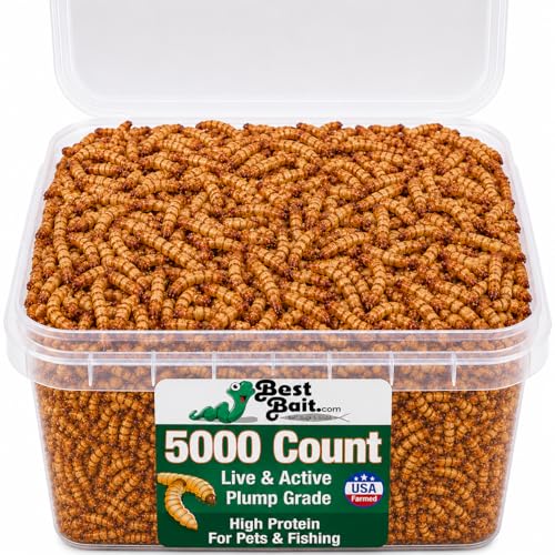 BESTBAIT Live Medium Mealworms for Fishing Bait & Pet Feeding - High Protein Nutrient-Dense Larvae for Birds Reptiles & Fish - Ideal for All Life Stages - Fresh- 100 Count