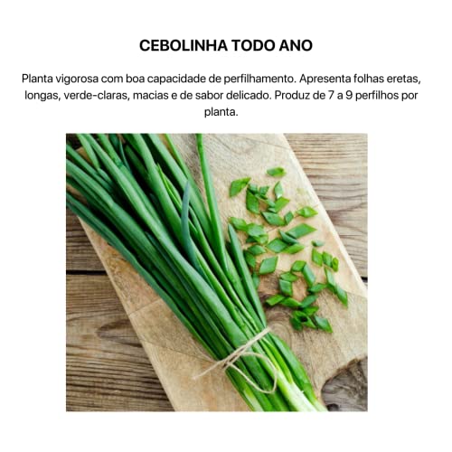 Kit 4 Sementes Temperos Horta Em Casa Jardins Vasos (Cebolinha, Salsinha, Manjericão, Alecrim)