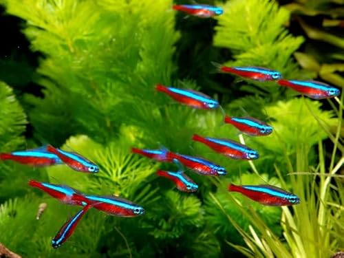 5-Pack Cardinal Tetra Live Fish for Freshwater Aquariums