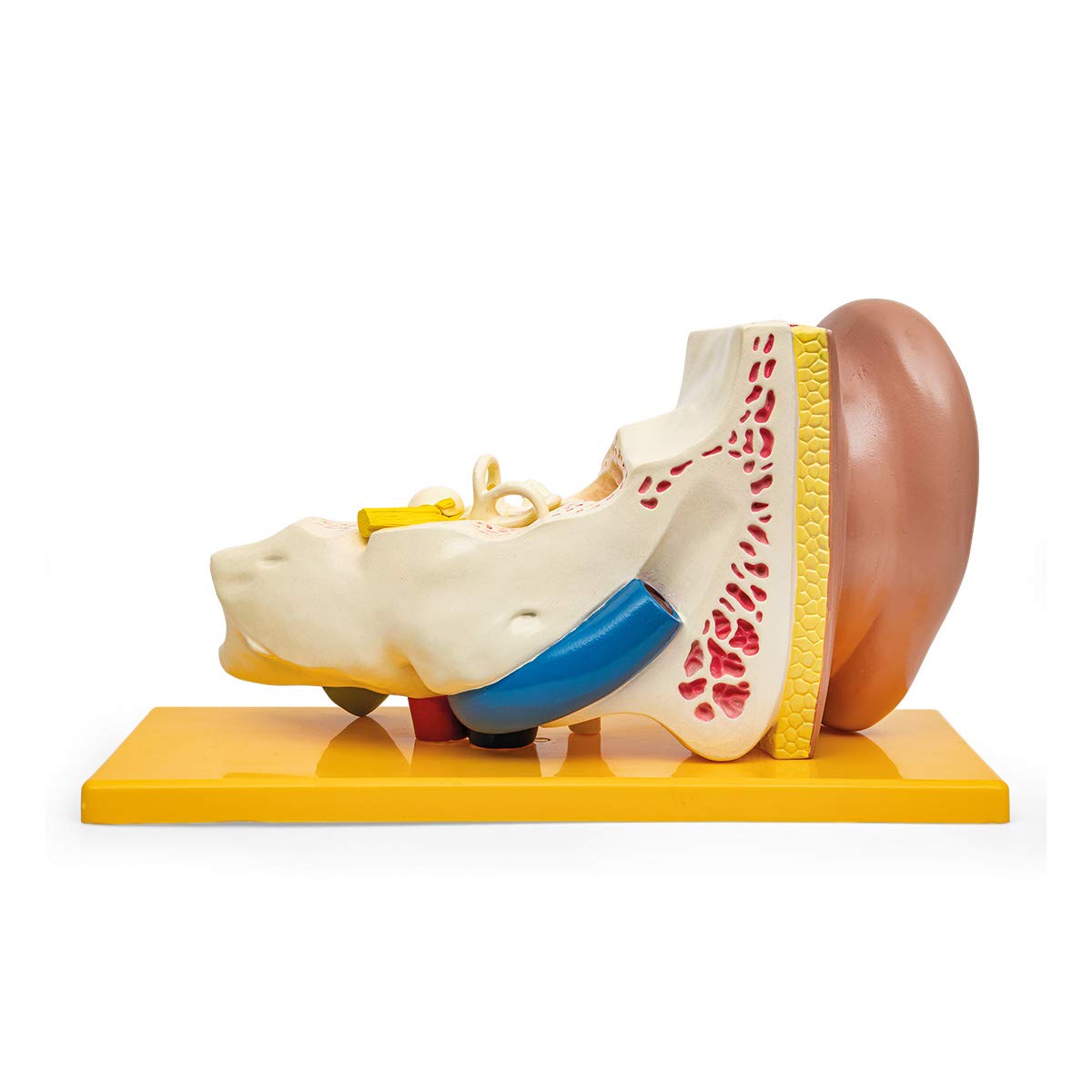 Anatomia Elementare Modello di Orecchio Anatomico – Orecchio Ingrandito 3 Volte con Orecchio Esterno, Medio e Interno, Ossicini Rimovibili, 4 Parti, Dipinto a Mano, Base