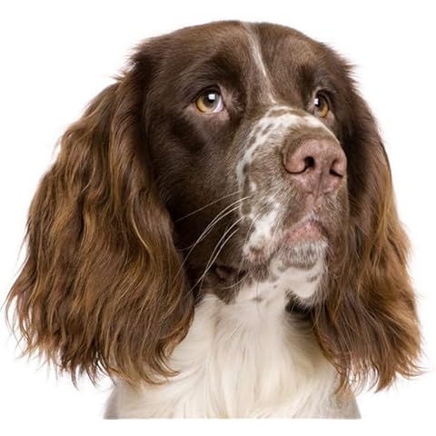 Pack of Six Springer Spaniel Coasters Cover