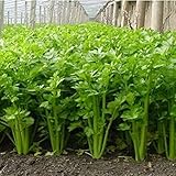 Para los amigos a los que les gusta plantar, este será un buen regalo, ya que les permitirá sentir belleza y buen humor en un día. O hágalo usted mismo, será más interesante.