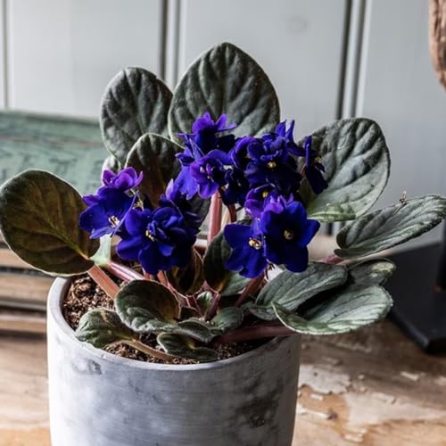 African Violets Live Plants Houseplants, African Violet Flower 4 Inches Pot, Live African Violet Plant Indoor (Dark Blue) African Violets Live Plants Houseplants, African Violet Flower 4 Inches Pot, Live African Violet Plant Indoor (Dark Blue)