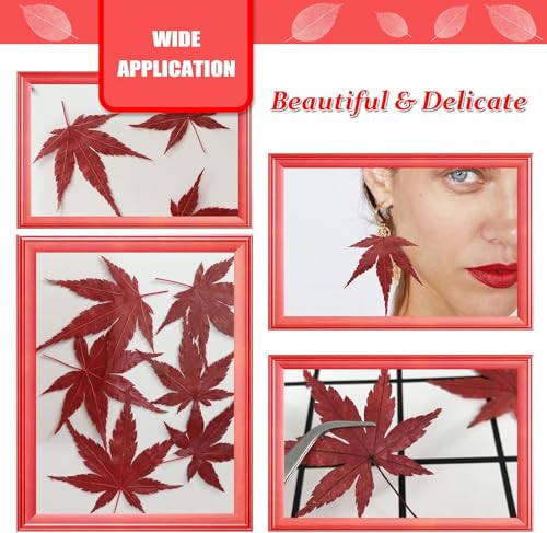 Hojas secas naturales de arce 42 pcs para manualidades miniatura 4