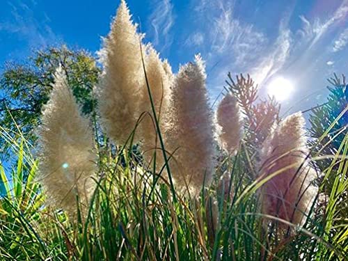 Pampas Grass Mix 100+ Seeds Flowers Easy To Grow Planting For Outdoor Indoor #TOP5