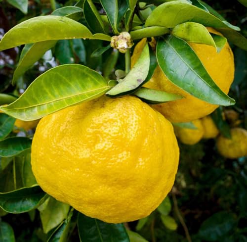 Aceite Esencial de Yuzu Orgánico Puro 5 mL miniatura 3