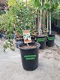 Kumquat Meiwa Tree Grafted Semi Dwarf 3 Gallon Potted