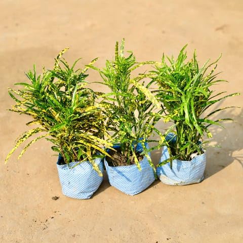 Best Nursery Set of 3 - Chironji Croton in 4 Inch Plant Nursery Bag-image-44