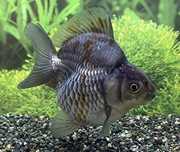 Amazon 金魚 中国産 青だるま琉金 L 1匹 生体 オリジナル 観賞魚 水中生物 通販