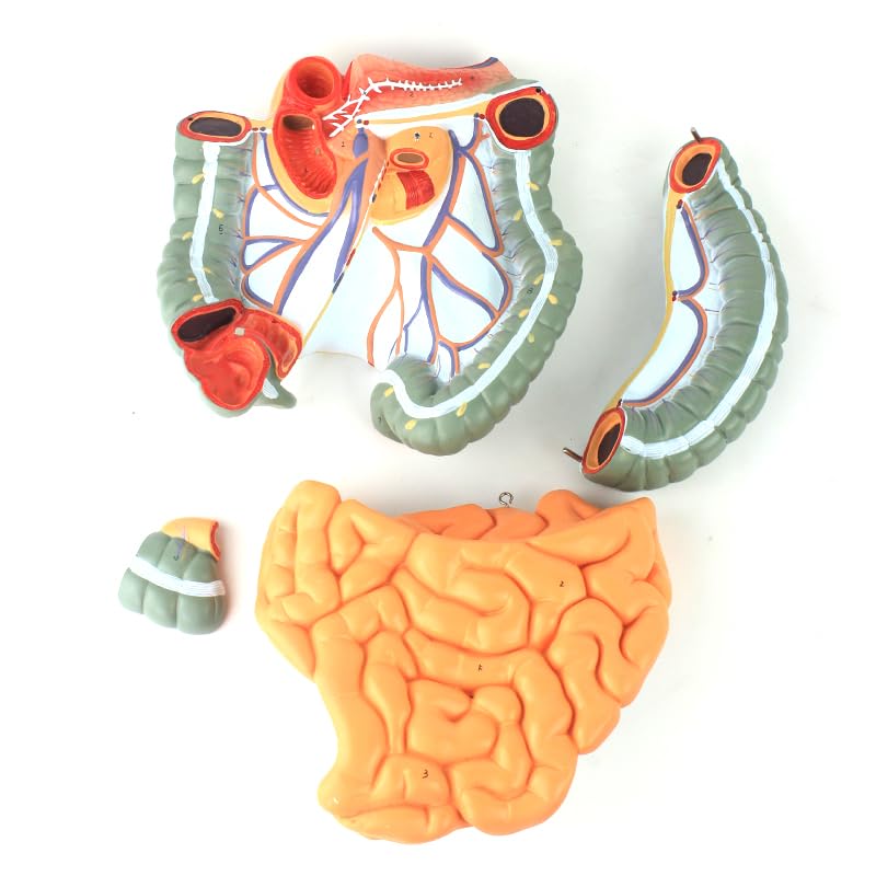 Life-Size Human Intestine Anatomy Model - Colon with Small Intestine, Detachable Digestive System Organ for Medical Education and Study