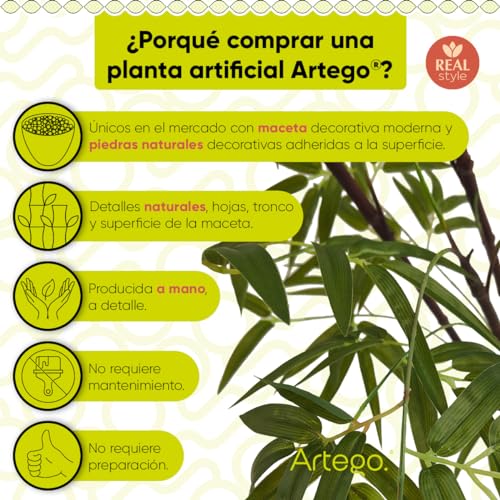 Consejos y comparativas para Comprar Plantas bambú gigante Top cinco. 9 Imagen adicional