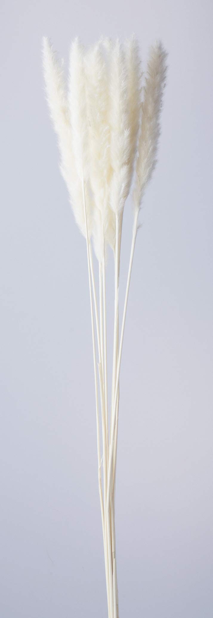 新品未開封 優里 ドライフラワーロンT ホワイト 長袖 ドライフラワーロンT - 優里 Official Goods Store