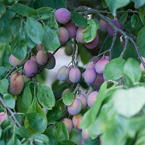 Thompson & Morgan Hardy Plum Fruit Tree ‘Victoria’ Semi-Dwarf Variety, Self-Fertile Potted Garden Plant, Highly Attractive to Pollinators, High Yielding Ideal for Kitchen Gardens