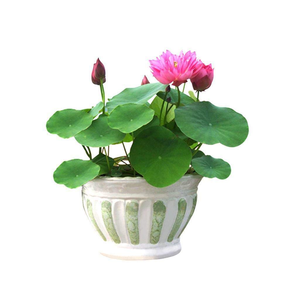 Florona LOTUS FLOWER LOTUS SEEDS AQUATIC PLANTS Bowl Lotus Water Lily 15 seeds Pack For Planting (B09HMFS3ZQ) Amazon Price History, Amazon Price Tracker