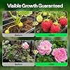 VIVOSUN Liquid Nutrients Base A & B Bundle, Grow Big Hydroponic Fertilizer, Supports Vegetative and Flowering Stages for Outdoor, Indoor Plants, Best Plant Food, Set of Quarts #3