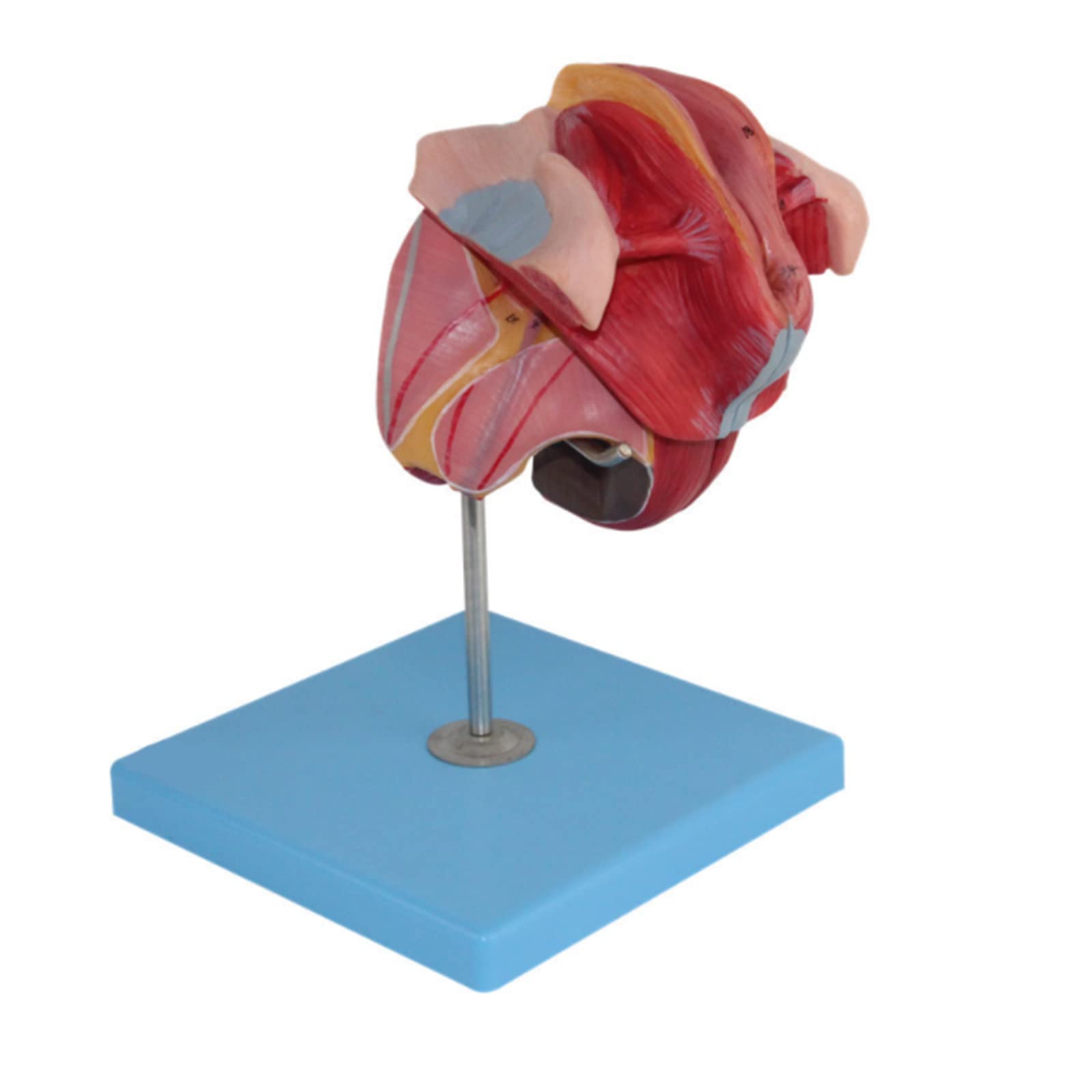 Model anatomiczny ludzkiego układu moczowego model anatomiczny choroby gruczołu szczelinowego przedniego model trzy części, w tym prostaty i pęcherz do narzędzia do prezentacji szkolnej