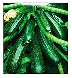 100 % Nuevo Semillas de calabacín híbrido diamant - vegetales - cucurbita pepo - zi015 - las mejores semillas de plantas - flores - frutas raras - idea de regalo - calabacines - aproximadamente 75 semillas - a
