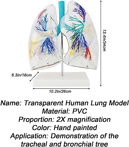 Modelo de pulmón transparente con árbol bronquial en 3D para una explicación didáctica interactiva 3