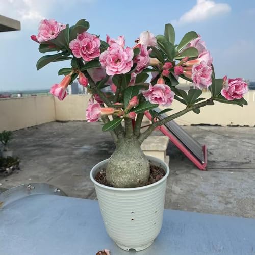 semillas de rosa del desierto - plantas decorativas semillas de prados de flores jardín interior plantas resistentes para balcones planta decorativa para balcones plantas perennes 8pcs