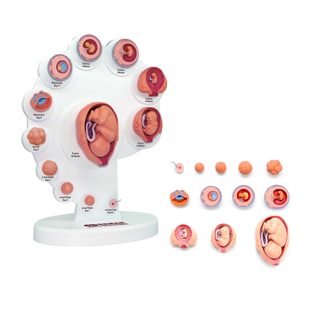 Modelo de crecimiento fetal humano 4D con órganos para enseñanza médica y desarrollo anatómico