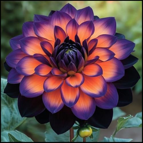 Dahlie Rhizome/Trockenheitsresistent und kälteresistent/pflegeleicht/-2 Rhizome-D