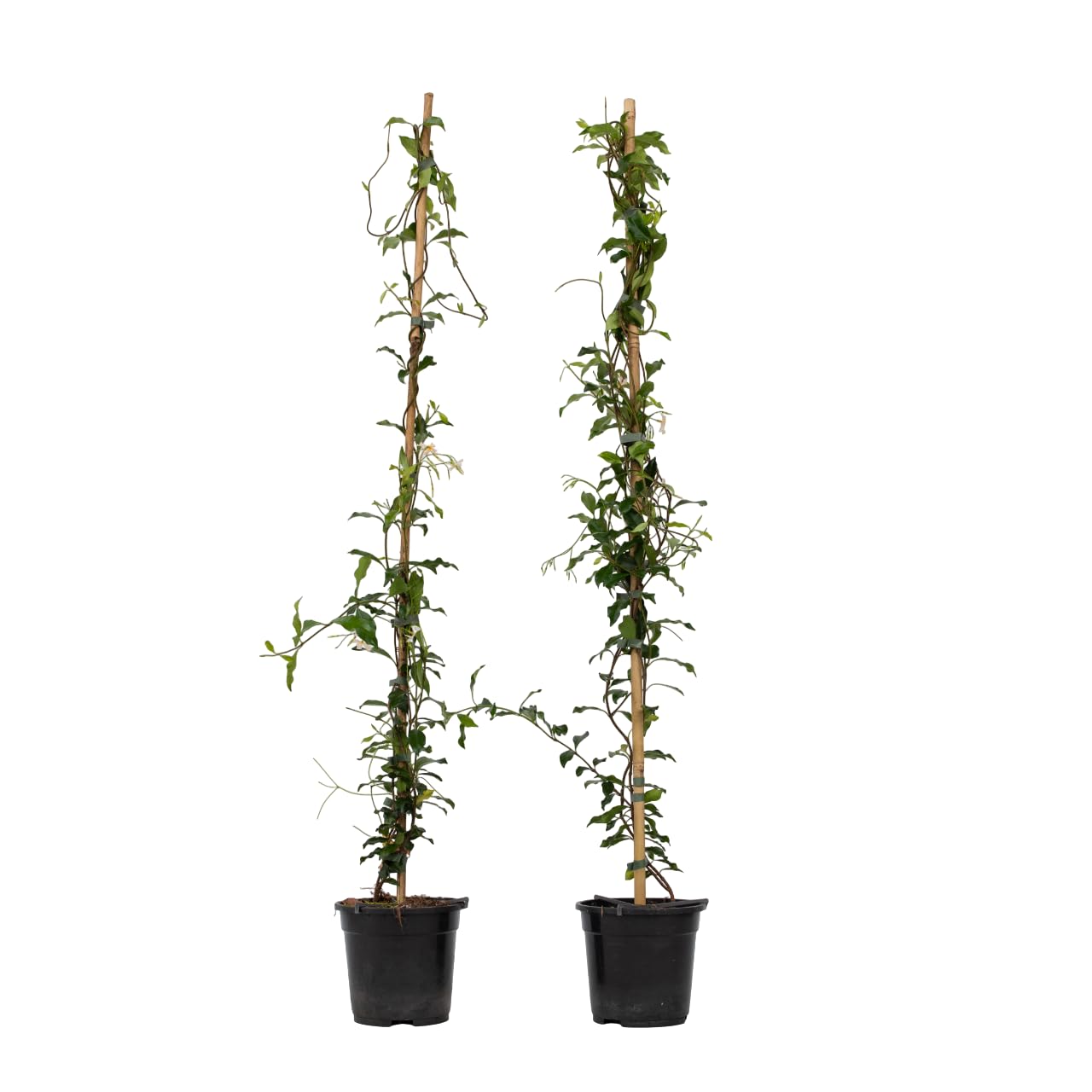 Plant in a Box - Trachelospermum jasminoides 'Pink Showers' - Set de 2 - Jasmin XL - Grimpante rustique - Pot 17cm - Hauteur 110-120cm