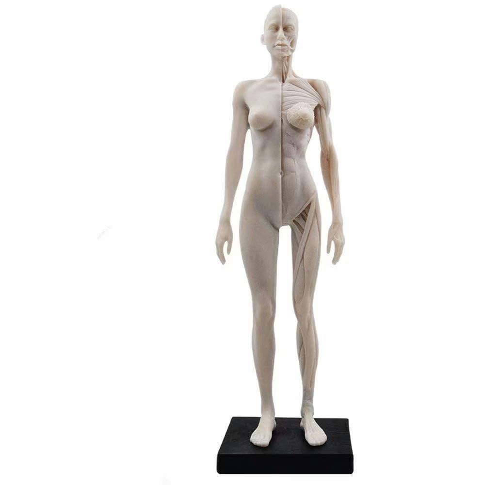 Global-Dental 1 Pcs 11 Inch Female Human Anatomical Model