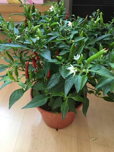 Image of Bigreen Green Chilli Live Plant with Pot | Homegrown Spicy Vegetable Plant for Kitchen Garden | Easy Grow & Harvest | Balcony & Outdoor Gardening - Pack of 1