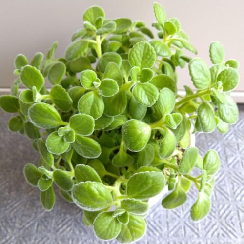 観葉植物 アロマティカス」の人気商品一覧 | 安い商品を通販サイトから