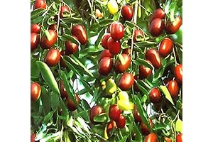 Big Pack Survival Flower Fruit Garden Seeds, Exotic Rare Jujubes (Jujube)
