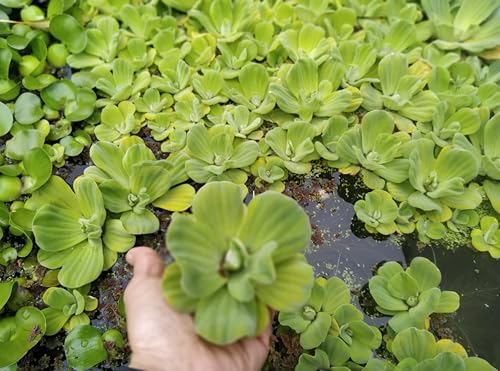 8 Live Water Lettuces Floating Aquatic Plants for Ponds and Water Gardens (8)